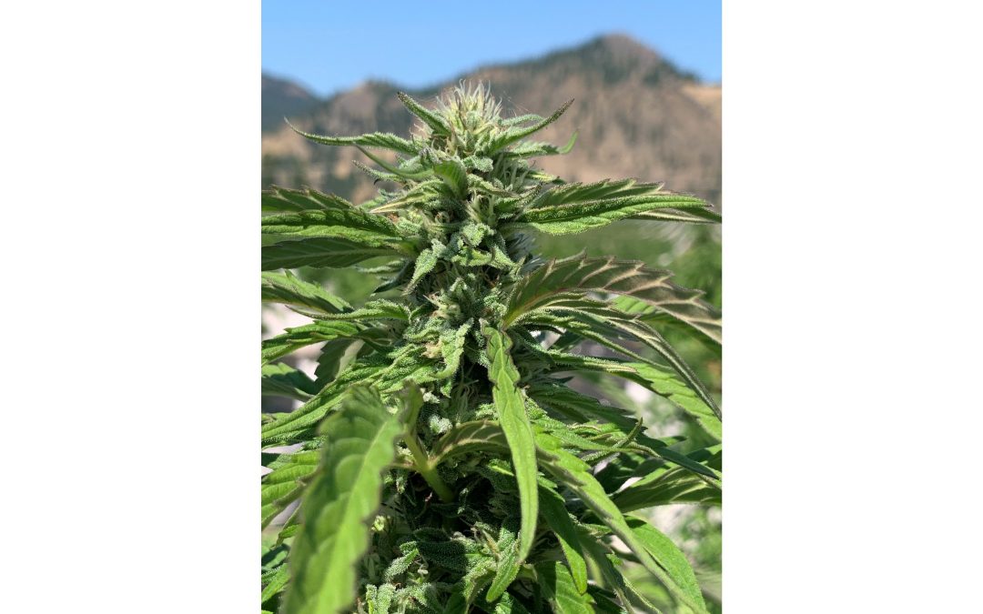 SpeakEasy is Five Weeks Away From Harvesting One of the Largest Single Outdoor Cannabis Crops in Canadian History