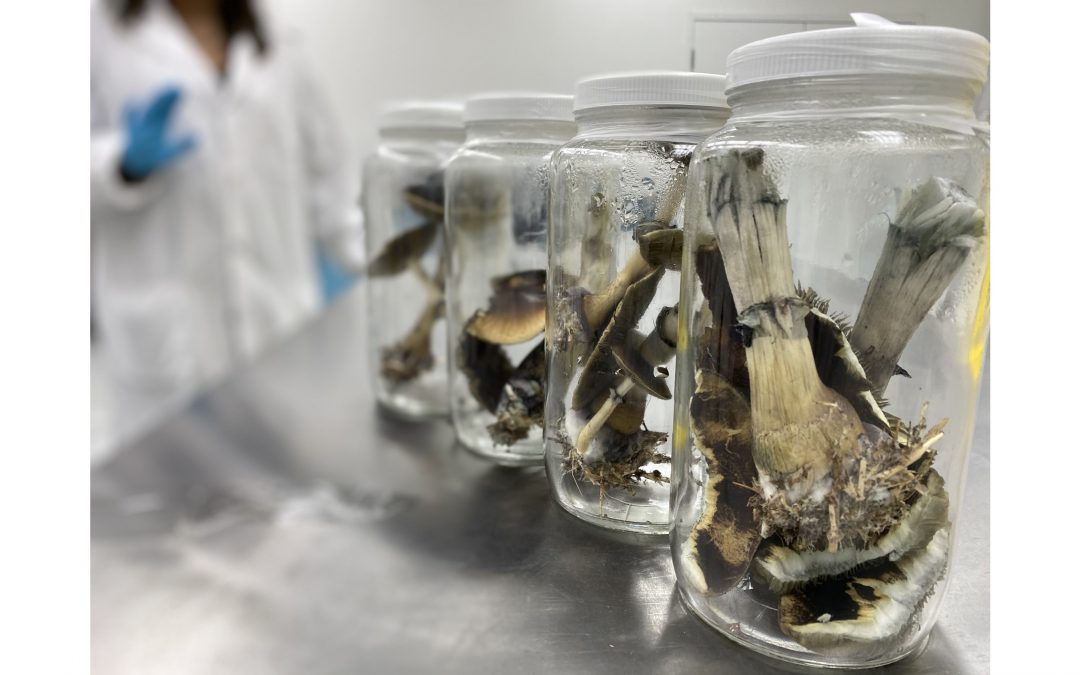 Numinus First Canadian Public Company to Complete Legal Harvest of Psilocybe Mushrooms