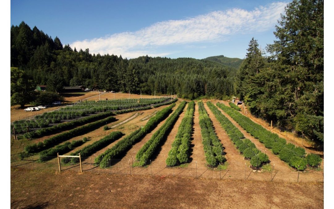 Halo Signs Deal to Acquire Winberry Farms