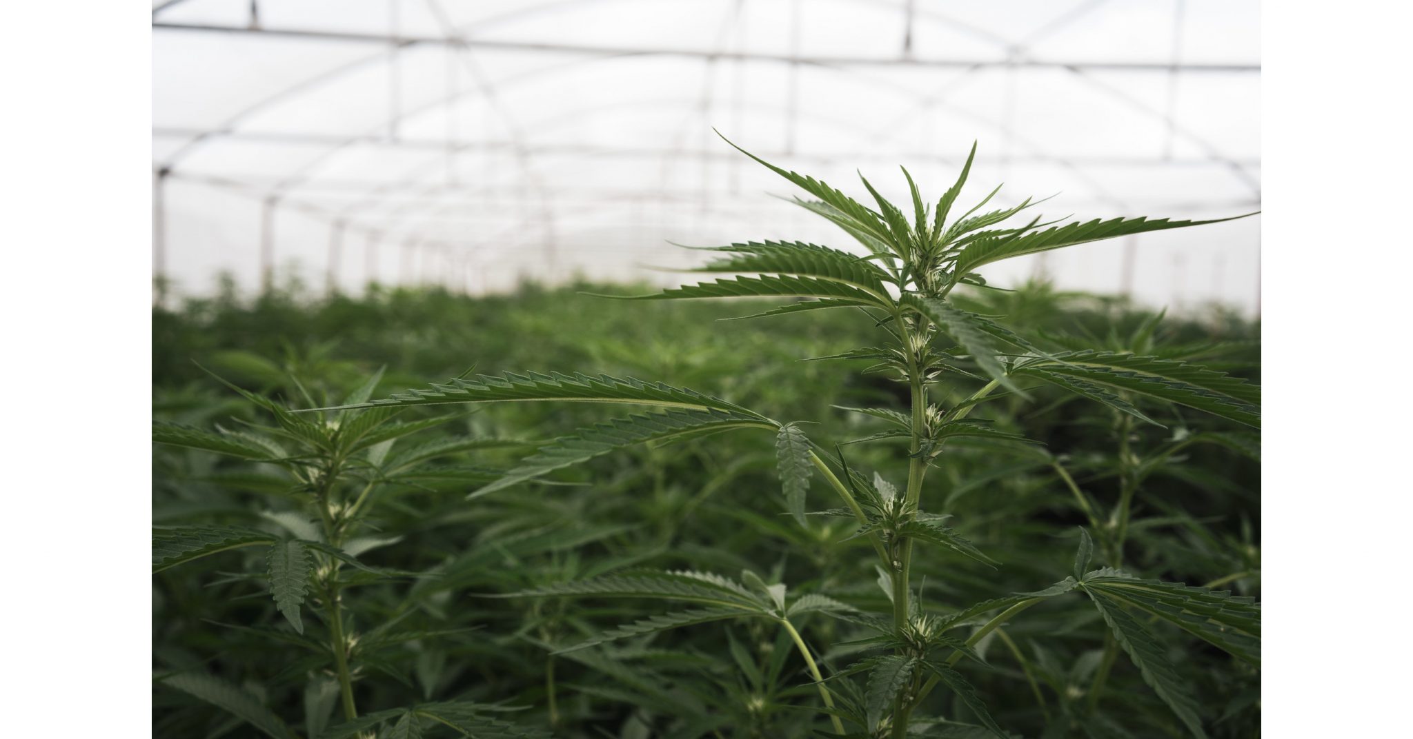 Halo Collective’s Bophelo Bioscience & Wellness Achieves EU GACP Certification, Clearing a Path for Commercial Export of Medical Cannabis from Africa_610ed1dd99acb.jpeg